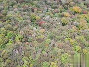 高铁紫薇女神『Naomii』VIP订阅林间小屋啪啪