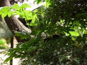 [ALDN-290] 大叔很幸运 水端あさみ【破解】 - 4of5