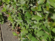 [NHDTB-925] パンスト穴あけ指入れ痴●でねっとり膣内をほじられ本気汁が滴るほど感じまくる美脚女2 - 1of5