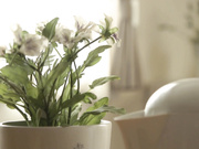 TAMO-010] 人妻性奴● 篠田あゆみ【破解】 - 1of5