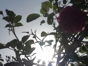 [AVOP-312]  【AVOPEN2017】全裸キャンプ！！