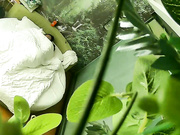 精品旅馆绿叶偷拍猥琐四眼仔把好友支走迫不及待和女友啪啪这女的貌似年纪比他大很多