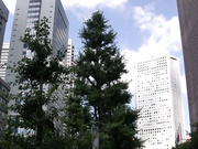 [ADN-045] 女主播調教 堕淫の報告 神ユキ