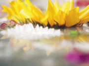 被杀的沐浴美女艾莉和艾莉娜浑身湿透