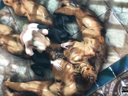 3D-[26regionsfm] MainComponent DLC