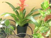 [SGA-041] 不道徳女教師人妻 長沢真美【BVPP模型破解】 - 1of5